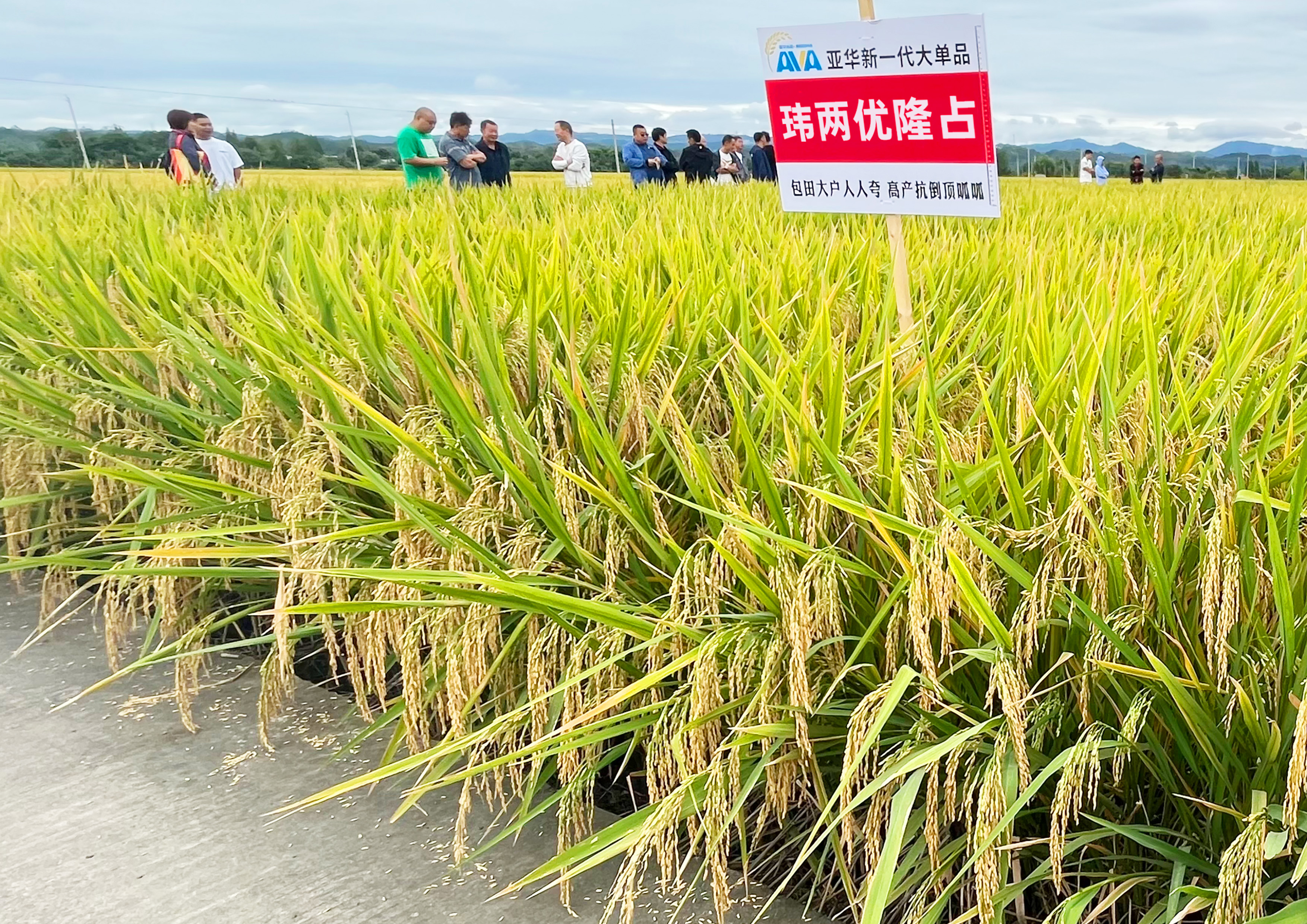 瑋兩優(yōu)隆占