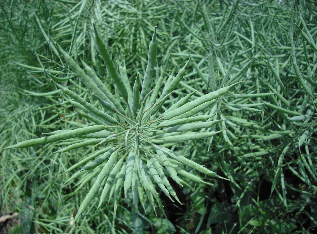 華湘油16號(hào)